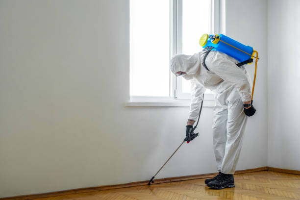 Best Wasp Removal Services  in South Barre, VT