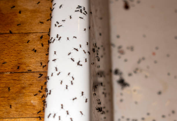 Best Ant Control Services  in South Barre, VT