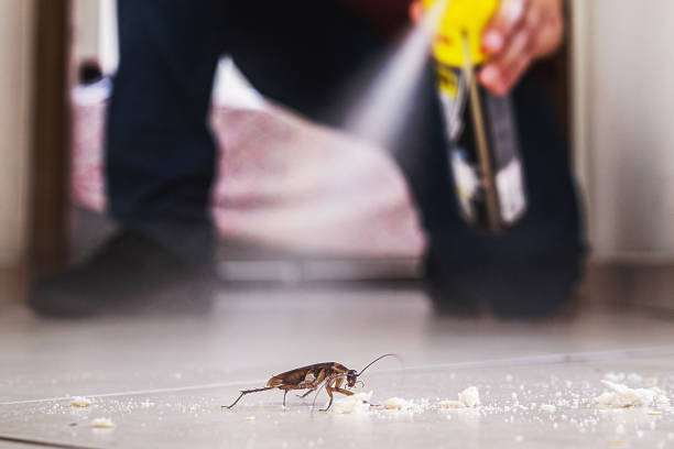 Reliable South Barre, VT Pest Control Solutions