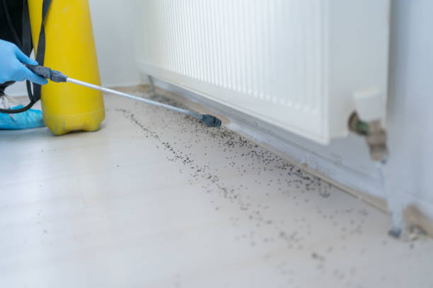 Best Termite Control Services  in South Barre, VT